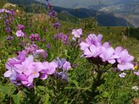 Linum hypericifolium 4, Saxifraga-Ed Stikvoort