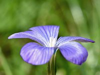 Linum narbonense 10, Saxifraga-Sonja Bouwman  Blauw vlas - Linum narbonense - Plantaginaceae familie