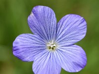 Linum narbonense 11, Saxifraga-Sonja Bouwman  Blauw vlas - Linum narbonense - Plantaginaceae familie