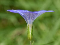 Linum narbonense 12, Saxifraga-Sonja Bouwman  Blauw vlas - Linum narbonense - Plantaginaceae familie