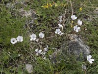 Linum narbonense 14, Saxifraga-Willem van Kruijsbergen