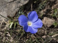 Linum narbonense 15, Saxifraga-Willem van Kruijsbergen