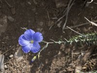 Linum narbonense 16, Saxifraga-Willem van Kruijsbergen