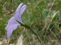 Linum narbonense 18, Saxifraga-Hans Grotenhuis