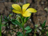 Linum nodiflorum 3, Saxifraga-Ed Stikvoort