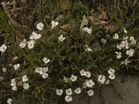 Linum suffruticosum ssp appressum 3, Saxifraga-Jan van der Straaten
