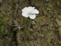 Linum suffruticosum ssp appressum 5, Saxifraga-Marijke Verhagen