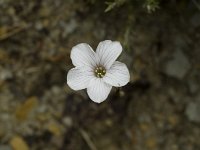 Linum suffruticosum ssp appressum 6, Saxifraga-Marijke Verhagen