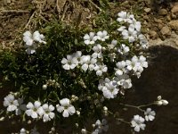 Linum suffruticosum ssp appressum 8, Saxifraga-Jan van der Straaten