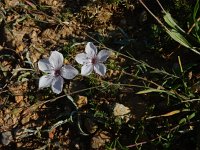 Linum tenuifolium 12, Saxifraga-Ed Stikvoort