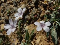 Linum tenuifolium 14, Saxifraga-Ed Stikvoort