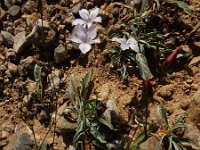 Linum tenuifolium 15, Saxifraga-Ed Stikvoort