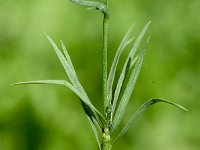 Linum tenuifolium 9, Saxifraga-Sonja Bouwman  Smal vlas - Linum tenuifolium - Linaceae familie