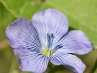 Linum usitatissimum 12, Vlas, Saxifraga-Sonja Bouwman