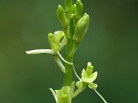 Liparis loeselii 3, Groenknolorchis, Saxifraga-Hans Dekker