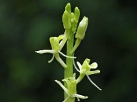 Liparis loeselii 4, Groenknolorchis, Saxifraga-Hans Dekker