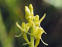 Liparis loeselii 42, Groenknolorchis, Saxifraga-Hans Dekker