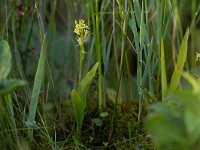 Liparis loeselii 46, Groenknolorchis, Saxifraga-Mark Zekhuis