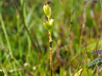 Liparis loeselii 47, Groenknolorchis, Saxifraga-Hans Dekker