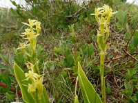 Liparis loeselii 48, Groenknolorchis, Saxifraga-Hans Grotenhuis