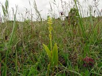 Liparis loeselii 49, Groenknolorchis, Saxifraga-Hans Grotenhuis