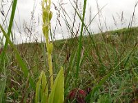 Liparis loeselii 50, Groenknolorchis, Saxifraga-Hans Grotenhuis