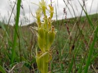 Liparis loeselii 51, Groenknolorchis, Saxifraga-Hans Grotenhuis