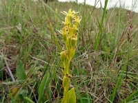 Liparis loeselii 52, Groenknolorchis, Saxifraga-Hans Grotenhuis