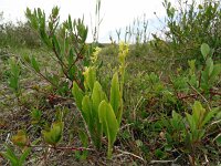 Liparis loeselii 53, Groenknolorchis, Saxifraga-Hans Grotenhuis
