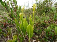 Liparis loeselii 54, Groenknolorchis, Saxifraga-Hans Grotenhuis