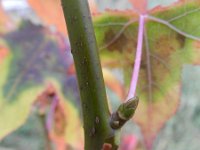 Liquidambar styraciflua 2, Amerikaanse amberboom, Saxifraga-Rutger Barendse