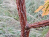 Liquidambar styraciflua 3, Amerikaanse amberboom, Saxifraga-Rutger Barendse