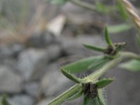 Lithospermum arvense 6, Ruw parelzaad, Saxifraga-Rutger Barendse