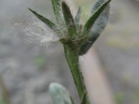 Lithospermum arvense 7, Ruw parelzaad, Saxifraga-Rutger Barendse