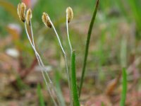 Littorella uniflora 11, Oeverkruid, Saxifraga-Rutger Barendse
