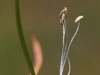 Littorella uniflora 15, Oeverkruid, Saxifraga-Peter Meininger
