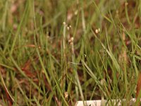 Littorella uniflora 17, Oeverkruid, Saxifraga-Bas Klaver