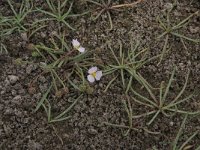 Littorella uniflora 49, Oeverkruid, Saxifraga-Hans Boll