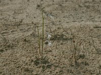 Lobelia dortmanna 15, Waterlobelia, Saxifraga-Hans Boll