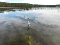 Lobelia dortmanna 53, Waterlobelia, Saxifraga-National Botanical Garden of Latvia