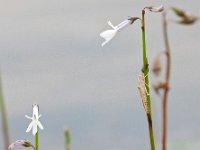 Lobelia dortmanna 58, Waterlobelia, Saxifraga-Hans Dekker