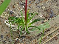 Lobelia dortmanna 60, Waterlobelia, Saxifraga-Hans Grotenhuis