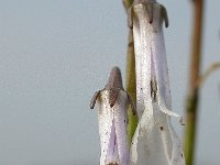 Lobelia dortmanna 7, Waterlobelia, Saxifraga-Mark Zekhuis