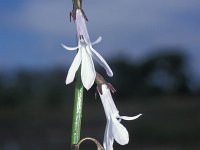 Lobelia dortmanna 2, Waterlobelia, Saxifraga-Hans Dekker