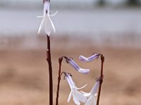 Lobelia dortmanna 20, Waterlobelia, Saxifraga-Hans Dekker