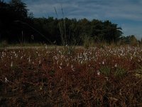 Lobelia dortmanna 21, Waterlobelia, Saxifraga-Bas Klaver