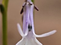 Lobelia dortmanna 3, Waterlobelia, Saxifraga-Hans Dekker