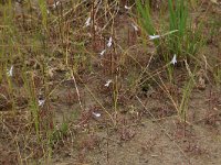 Lobelia dortmanna 33, Waterlobelia, Saxifraga-Hans Boll