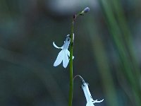 Lobelia dortmanna 34, Waterlobelia, Saxifraga-Hans Dekker