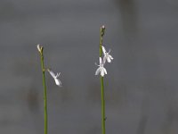 Lobelia dortmanna 37, Waterlobelia, Saxifraga-Hans Dekker